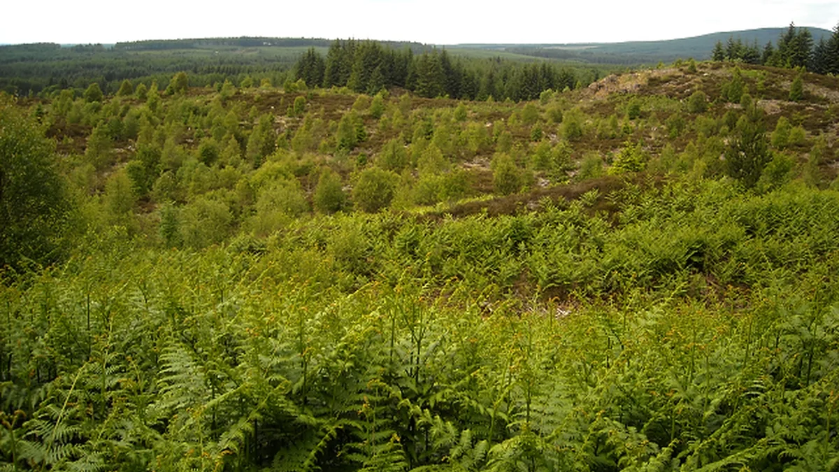 Glentrool Forest. Photograph by Iain Thompson, CC BY-SA 2.0.